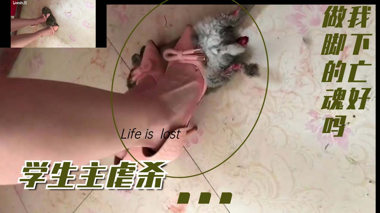 露脸学生主虐杀大白兔，这双美脚高跟爱了