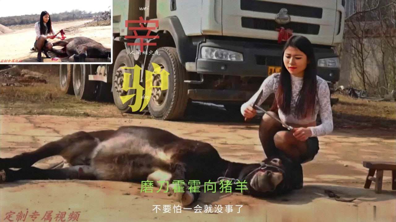 女暴君定制视频儒佳宰驴传奇公鸡割蛋蛋磨刀霍霍向猪羊